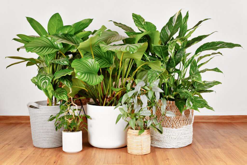 Pothos plant arrangement and zz plant. Plant design ideas for a yoga room.